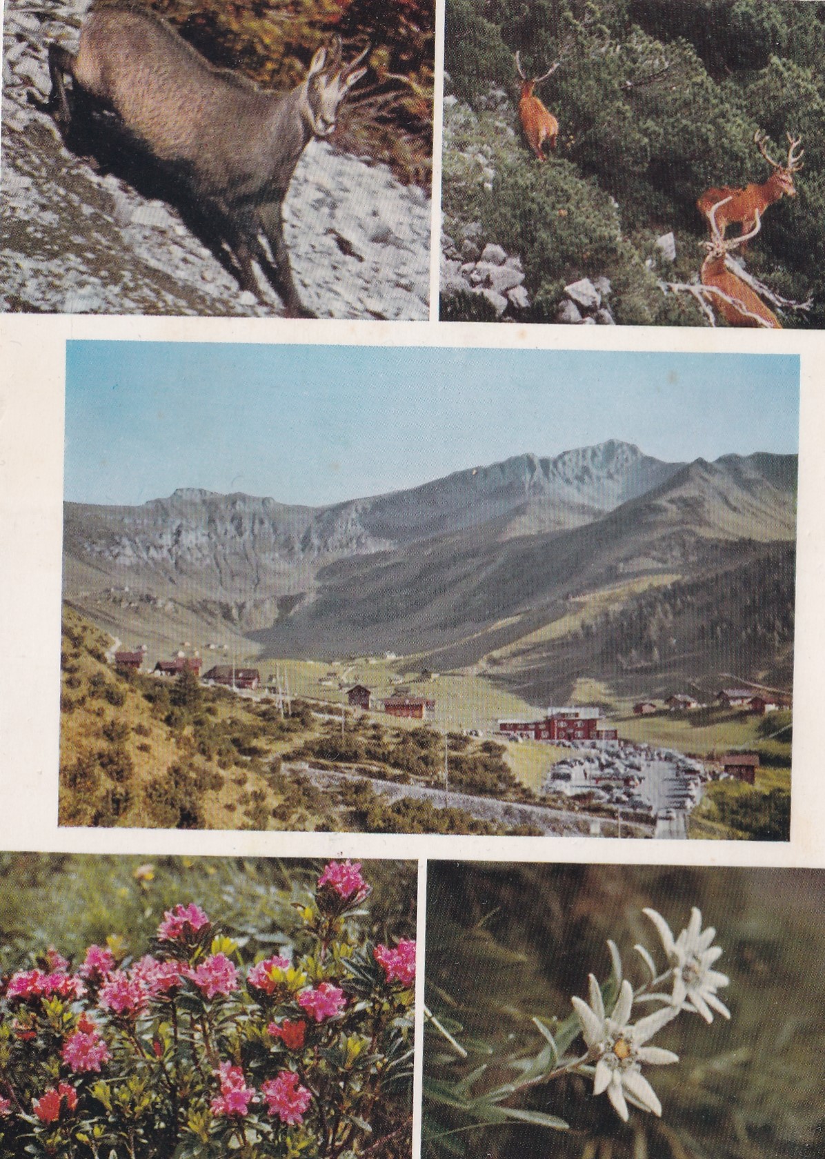 Liechtenstein: Malbun Grosser Hirsch